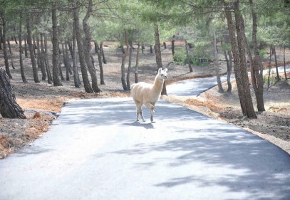 Safari Parkımız da oldu