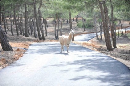 Safari Parkımız da oldu