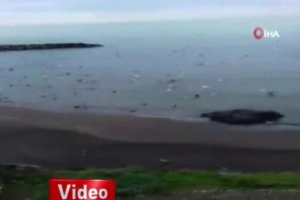Sahile vuran hamsi sürüsünü martılar ve karabataklar işte böyle avladı