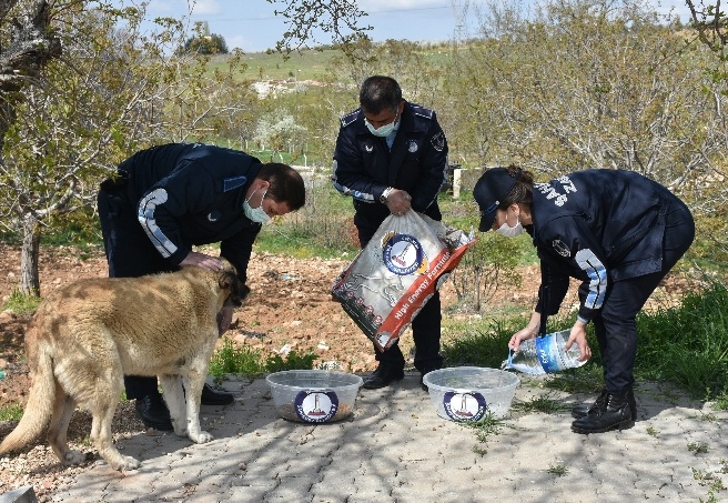 Şahinbey Belediyesi sokağa çıkma yasağında sokak hayvanlarını unutmadı