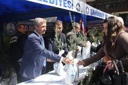 Şahinbey, ücretsiz zeytin fidanı dağıttı
