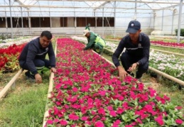 Şahinbey’in refüj ve parkları kendi serasından besleniyor