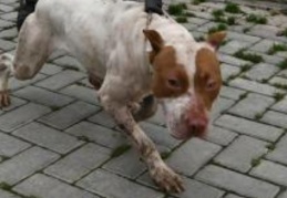 Sahipleri, pitbullları sokağa terkediyor