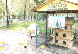 Sahipsiz kedi, köpeklerin bakımı ve ihtiyaçları karşılanacak