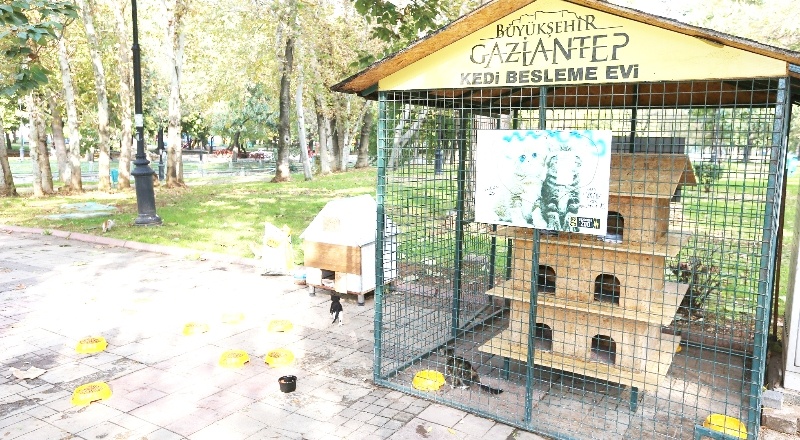 Sahipsiz kedi, köpeklerin bakımı ve ihtiyaçları karşılanacak