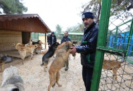 Sahipsiz köpekler barınaklara taşındı