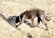 Sahipsiz pitbull köpek koruma altına alındı