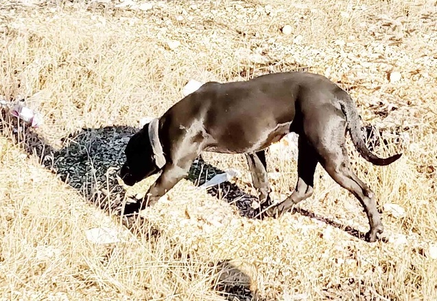 Sahipsiz pitbull köpek koruma altına alındı