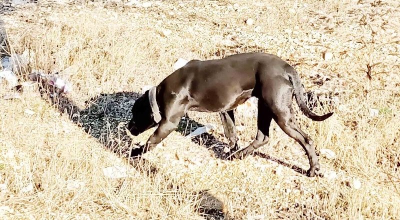Sahipsiz pitbull köpek koruma altına alındı