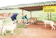 Sahipsiz sokak hayvanları besleniyor