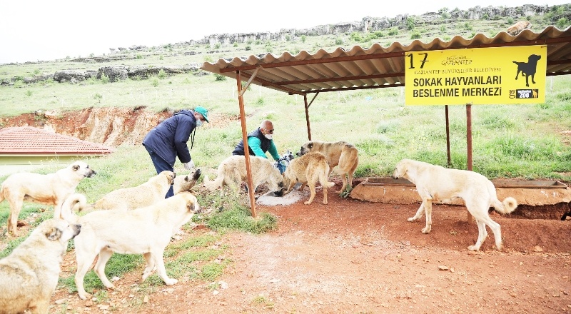 Sahipsiz sokak hayvanları besleniyor