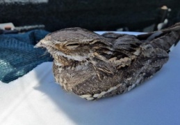 Sakallı ebabil kuşu yaralı halde bulundu 