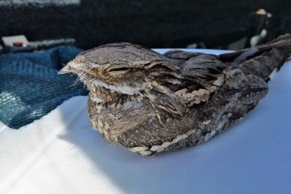 Sakallı ebabil kuşu yaralı halde bulundu 