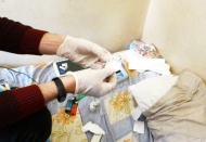 Sakıza benzeyen Bonzai ele geçirildi