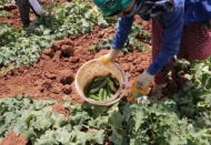 Salatalığın kilosu tarlada 50 kuruş