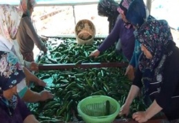 Salatalıkta verim 20 bin tona ulaştı