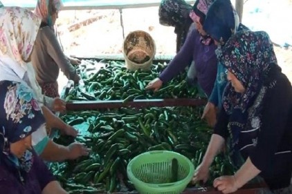 Salatalıkta verim 20 bin tona ulaştı
