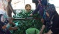 Salatalıkta verim 20 bin tona ulaştı