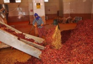 Salçaya, güneşin ve ateşin tadı karışıyor