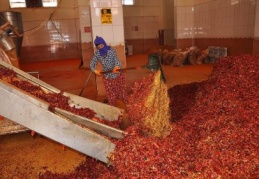 Salçaya, güneşin ve ateşin tadı karışıyor