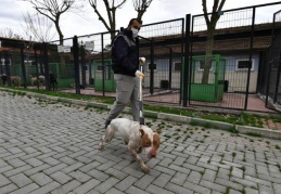 Saldırgan pitbull cinsi köpek barınağa teslim edildi