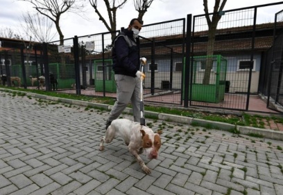 Saldırgan pitbull cinsi köpek barınağa teslim edildi