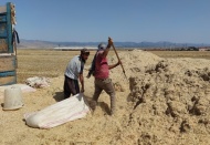 Saman satışı başladı