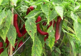 Samandağ biberi Türkiye’nin her köşesine gidiyor