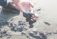 Samandağ sahilinde petrol sızıntısı tehlike yaratmaya devam ediyor