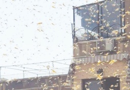 Şam'da çekirge istilası yaşandı