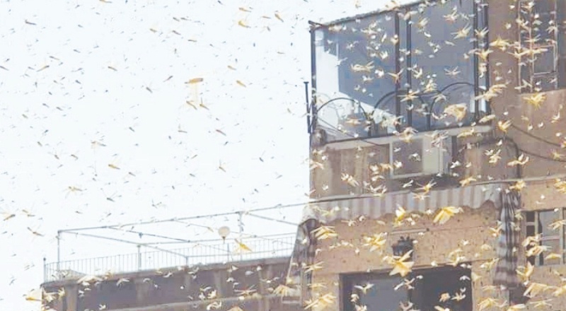 Şam'da çekirge istilası yaşandı