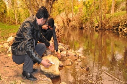 Sanayi atıkları Nizip Çayı&#8217;ndaki balıkları öldürdü