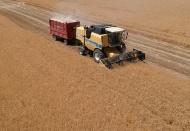 "Sarı altın" hasadı başladı