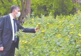 Sarıgüllük, eski günlerine döndü