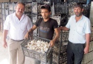 Sarımsağın fiyatın 7 liradan 70 kuruşa kadar düştü
