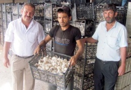 Sarımsağın fiyatın 7 liradan 70 kuruşa kadar düştü