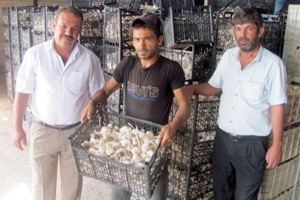 Sarımsağın fiyatın 7 liradan 70 kuruşa kadar düştü