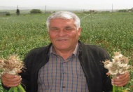 Sarımsak 15 güne kadar hasat başlıyor