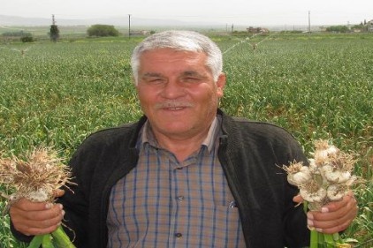 Sarımsak 15 güne kadar hasat başlıyor
