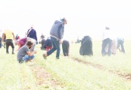 Sarımsak dikimi yapılan alan iki kat arttı