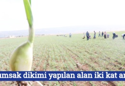 Sarımsak dikimi yapılan alan iki kat arttı