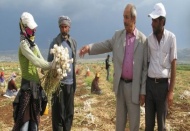 Sarımsak fiyatlarından memnun değiller 