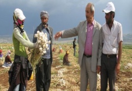 Sarımsak fiyatlarından memnun değiller 