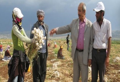 Sarımsak fiyatlarından memnun değiller 