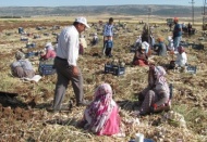 Sarımsak hasadı 5 bin tarım işçisine geçici istihdam sağlıyor