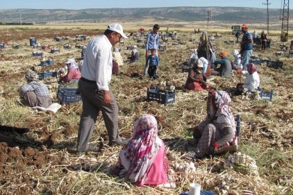 Sarımsak hasadı 5 bin tarım işçisine geçici istihdam sağlıyor