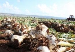 Sarımsak hasadı başladı