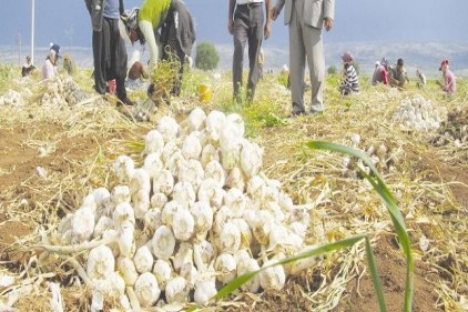 Sarımsak hasadı başladı