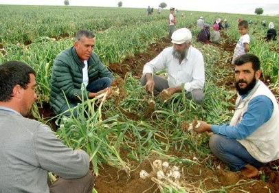 Sarımsak hasadında 15 bin tarım işçisine iş imkanı doğuyor