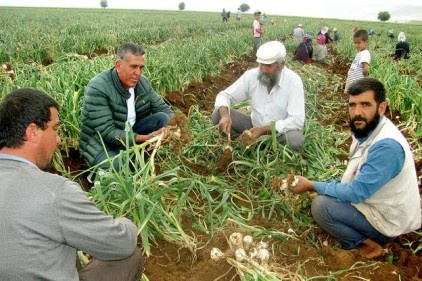 Sarımsak hasadında 15 bin tarım işçisine iş imkanı doğuyor